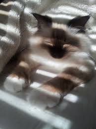 Jim The Chocolate Point Birman Sun Bathing Birman Cat Beautiful Cats Pictures Domestic Cat Breeds
