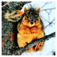 Doganin Cocugu On Instagram Tum Dunyada Sincaplarin Bu Sene Aniden Sismanlamaya Basladi Sincaplarin Bir Anda S Cute Animals Animals Beautiful Cute Squirrel