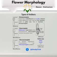 Image result for Andropterum