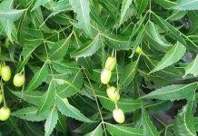 Image result for Gouania tiliifolia