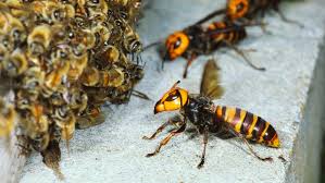 Beekeepers have reported piles of dead bees with their heads ripped. Absurd Creature Of The Week The Huge Bee Decapitating Hornet That Can T Survive Group Hugs Wired