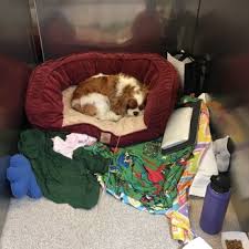 Be a part of your pet's medical care whether it's during a video visit in your home or at the hospital! Adobe Animal Hospital 133 Photos 706 Reviews Veterinarians 4470 El Camino Real Los Altos Ca Phone Number