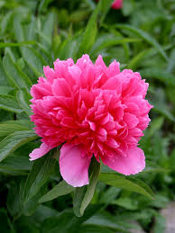 Jetzt bequem.pfingstrose paeonia hybride 'pink hawaiian coral'. Pfingstrose Paeonia Hauenstein Ag