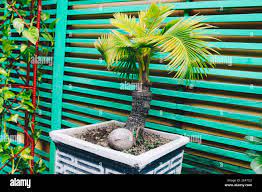 Bonsai Coconut Palm Tree For Home Decoration Stock Photo Alamy