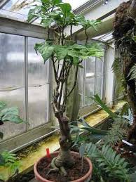 Image result for Crateva eminens