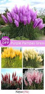 50 Off 200pcs Pampas Grass Magic Garden Seed Potted Ornamental Plants Cortaderia Selloana Bonsai Plants Garden Flo Ornamental Plants Plants Grasses Garden