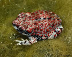 Black And Yellow Spotted Frog Red Spotted Toad Anaxyrus Punctatus Riverside County Frog Toad Amphibians