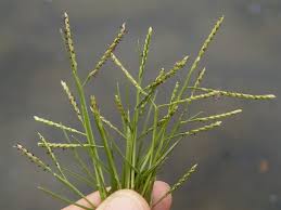 Image result for Paspalum