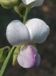 Image result for Crotalaria verrucosa