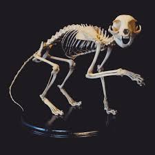 Two of this cat's muscles are shown in the picture. Looking For A Fun Spooky Pre Halloween Activity Let Our Skele Expert Guide You Through The Intricate And Fascinating Pr Cat Skeleton Dog Anatomy Animal Bones