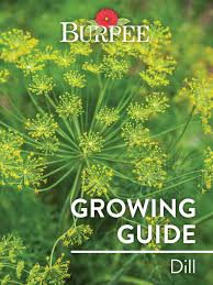 When to harvest dill time from planting to harvest is 70 days for foliage 90 days for seeds. Ikv2zsquiaoz0m