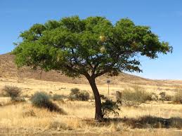 Image result for Acacia eriocarpa