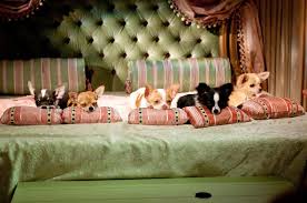 See more ideas about chihuahua puppies, chihuahua dogs, chihuahua puppies for sale. 140 Beverly Hills Chihuahua Ideas Beverly Hills Chihuahua Chihuahua Beverly Hills