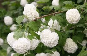 Boule De Neige Viorne Obier Boule De Neige Arbuste
