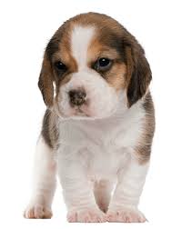 Earn points & unlock badges learning, sharing & helping adopt. Beagle Puppy 1 Month Old Standing Beagle Puppy Cute Beagles Puppies