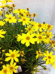 Pin On Flowers Gardening