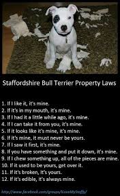 Staffy Property Laws Staffy Dog Bull Terrier Pitbull Terrier
