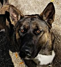 If you're looking to combine the best features of your two favorite breeds, you might want to choose a crossbreed. Dog For Adoption Hachii An Akita German Shepherd Dog Mix In Jacksonville Fl Petfinder
