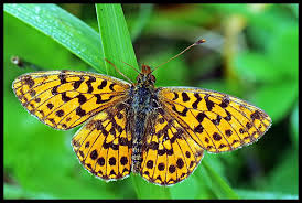 Boloria Dia Beautiful Butterflies Beautiful Bugs Animals
