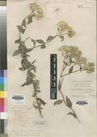 Image result for Helichrysum schimperi