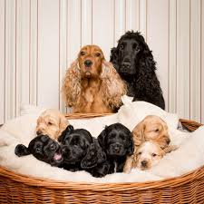 Apportiert sehr gerne spielzeug und. Wann Hundewelpen Von Der Mutter Trennen