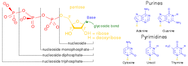 27.04.2013 · both deoxyribonucleic acid (dna) and ribonucleic acid (rna) are made up of nucleotides which consist of three parts: Nucleotide Wikipedia