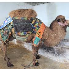 They live at the tree of life. Pdf Dromedary Camelus Dromedarius And Bactrian Camel Camelus Bactrianus Crossbreeding Husbandry Practices In Turkey And Kazakhstan An In Depth Review