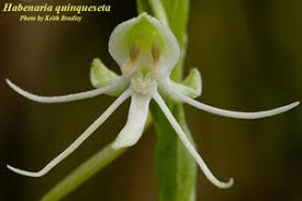 Image result for Habenaria schimperiana