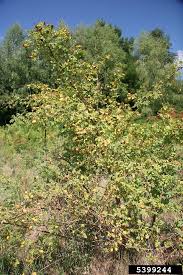 Image result for Cissus rubiginosa