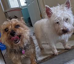 Soldier rub good pun yo. Rub A Dub Dub There S A Dog In The Tub Clover Pup Salon