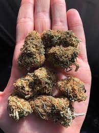 Same as pgr (some 102 differences) major differences between ipr, pgr, and cbm. Hate To Be That Guy But Is This Pgr Bud Uktrees