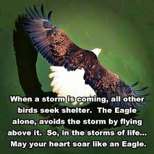 The Eagle Is Another Scorpio Symbol Aspire To Be This Eagles Animals Are Beautiful People Eagle