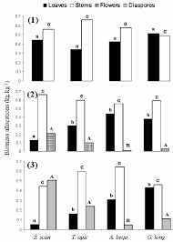 Image result for Tacazzea