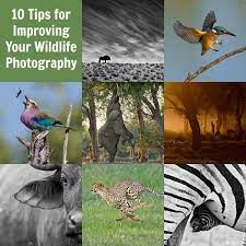 10 Tips For Improving Your Wildlife Photography Wildlife Photography Tips Digital Photography Lessons Wildlife Photography