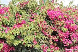 How to grow beautiful bougainvillea. Bougainvillea Plant Care How To Grow And Prune This Flower Plantopedia