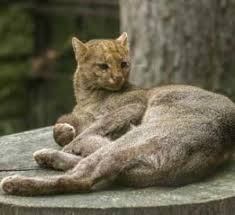 If you've gone to texas roadhouse, you know just how good these are. Cats Of Texas Texas Native Cats