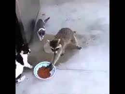 Eating cat food on occasion may lead to nothing more than vomiting and diarrhea, but this can vary from dog to dog. Gangsta Raccoon Steals Cat Food Youtube