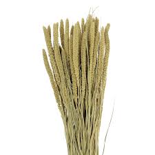 Image result for Setaria longiseta