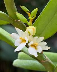 Image result for Calyptrochilum