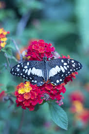 Maybe you would like to learn more about one of these? 15 Best Plants That Attract Pollinators Best Flowers For Pollinators