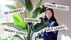 Bird Of Paradise Plant Leaves Curling And Turning Brown What S Wrong With Your Bird Of Paradise Bop Care Tips And Guide Youtube