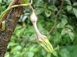 Image result for Ceropegia incana