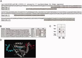 Cytosolic 5′‐nucleotidase 1A autoimmunity in sporadic inclusion body  myositis