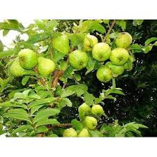 The fruit can be round to pear shaped, and they are typically about the size of a baseball. Thai 7 Guava Plant Packaging Type Pp Polybag Rs 25 Piece Mother Nursery Id 17179920748