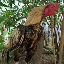 Wholesaler Of Aseel Breeds Pure Aseel Breed By Fighting