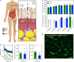 Human Adipose Glycerol Flux Is Regulated By A Ph Gate In Aqp10 Nature Communications Ja bym chciałą zejść do 55 kg i mi chyba starczy.