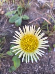 Image result for Haplocarpha scaposa