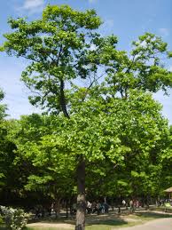 Image result for Celtis sinensis