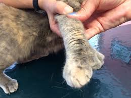 Start date feb 2, 2013. Polydactyl Cats Extra Toes Can Cause Extra Problems