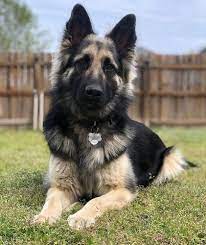 Free for commercial use no attribution required high quality images. German Shepherd Dog Breed Information And Pictures